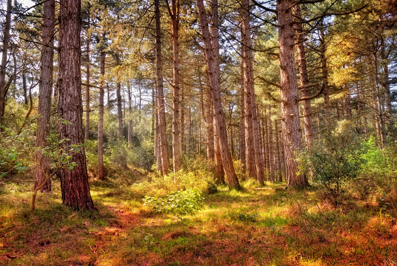 Holkham-4