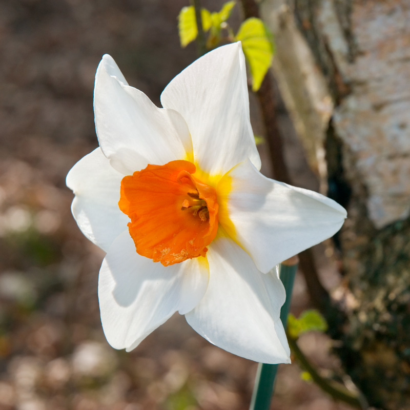 Norfolk-Flora-5