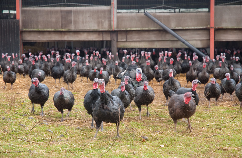 Norfolk-Turkeys-1