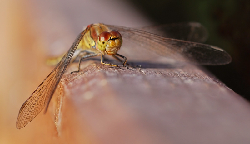 Norfolk-dragon-fly