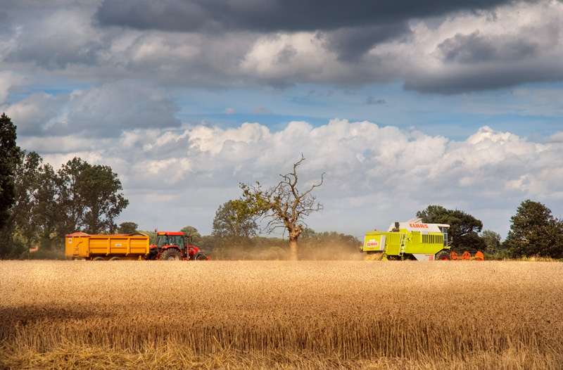 Norfolk-harvest-3