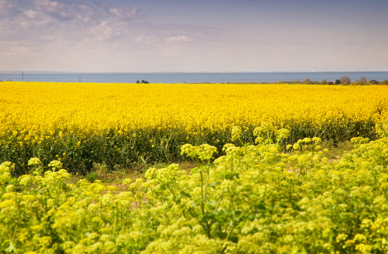 Norfolk-rapeseed-field