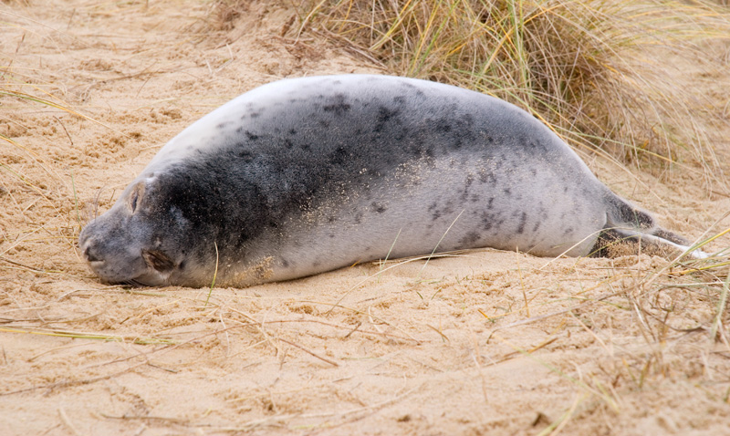 Norfolk-seal-1