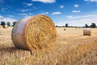 Norfolk-harvest-2