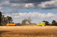 Norfolk-harvest-3