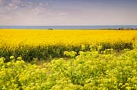 Norfolk-rapeseed-field