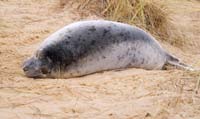 Norfolk-seal-1