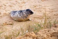 Norfolk-seal-2