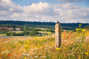 norfolk-coast-bird-watching