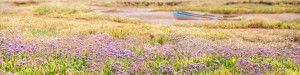 Norfolk sea lavender